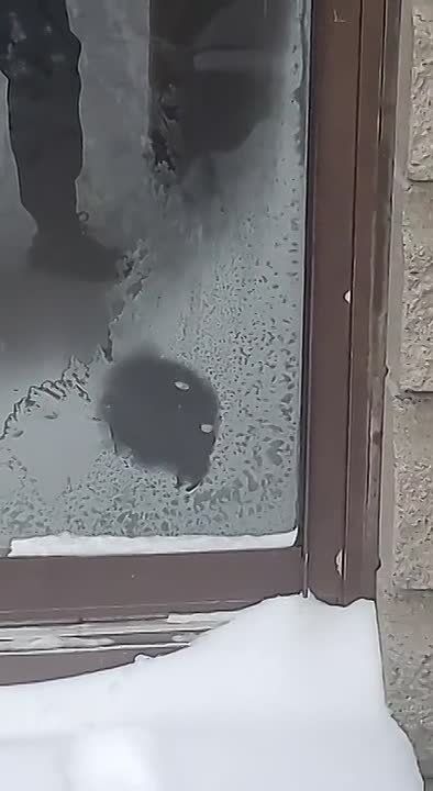 Зима, прощай!. #Коты @NSDVKhersone ПОДПИСАТЬСЯ