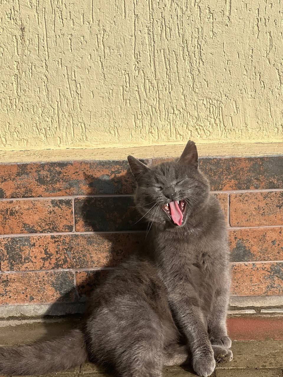 Первые и их любимцы. Друзья, давно не было нашей замечательной пушистой рубрики Первые и их любимцы. Друзья, давно не было нашей замечательной пушистой рубрики