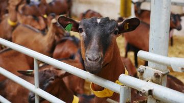 Семьи защитников Отечества побывали на ферме альпийских коз и Марьяновской сыроварне