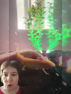 Аксолотль: Вечный Ребенок с суперспособностями и Мультяшным Прошлым