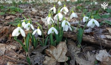 Друзья, мы приближаемся к любимому весеннему празднику, который является украшением нашей жизни, поскольку заставляет наших женщин быть еще более прекрасными