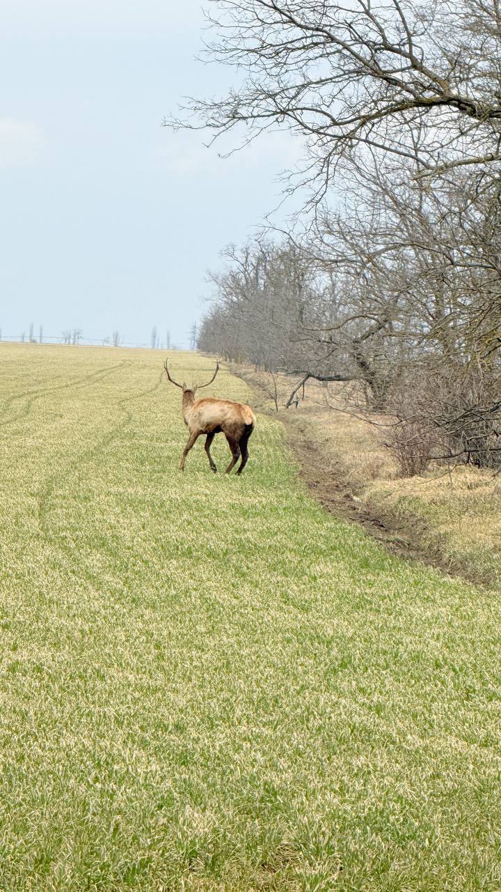 Доброе утро среды!. По полям нашего округа гуляют благородные олени Доброе утро среды!. По полям нашего округа гуляют благородные олени