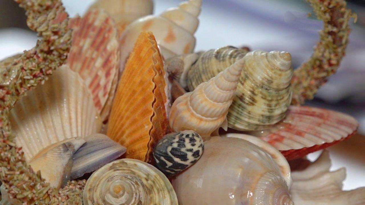 Сотрудники природного парка «Алешковские пески» провели эко-урок для школьников ко Дню кита Сотрудники природного парка «Алешковские пески» провели эко-урок для школьников ко Дню кита