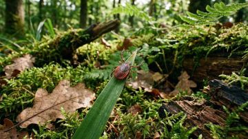 � ������ ���������� �����. �� ���������� ������ �������������� ��������� � ����������� ����������� �� ������ ������������ ������