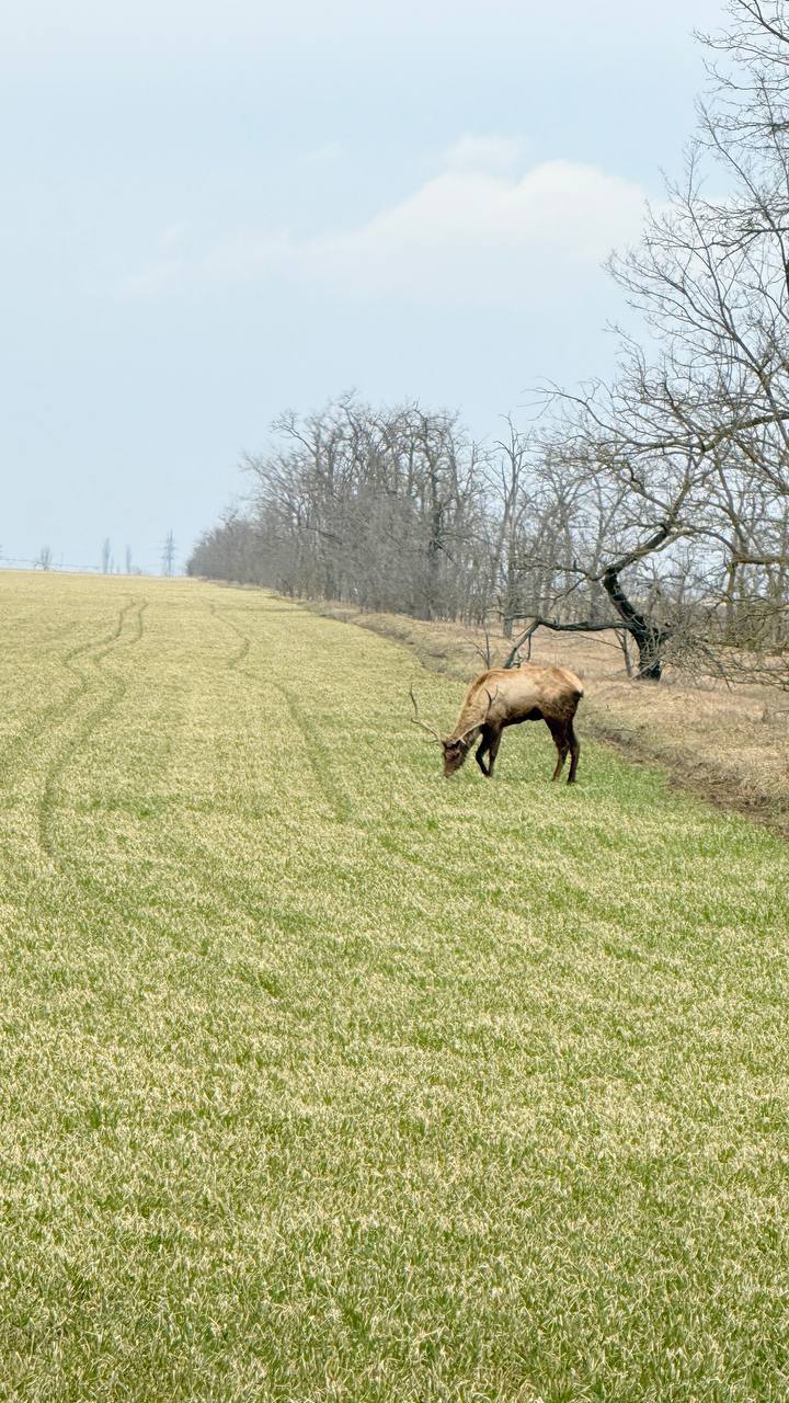 Доброе утро среды!. По полям нашего округа гуляют благородные олени Доброе утро среды!. По полям нашего округа гуляют благородные олени