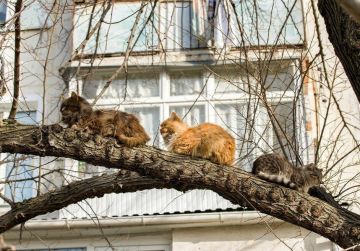 Всюду чувствуется весна