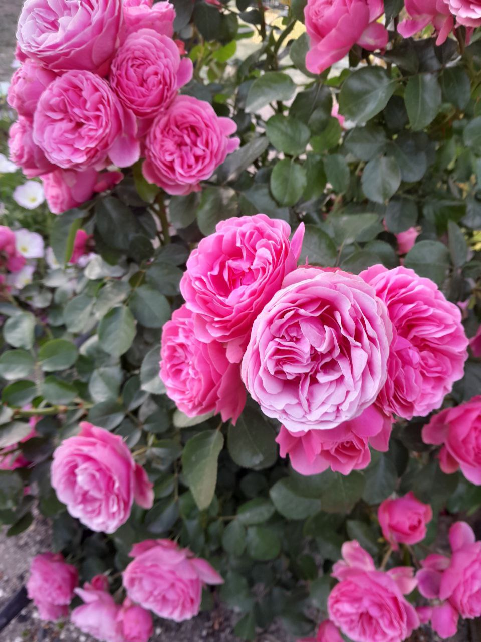 Юлия Семякина: Доброе утро, жители и гости Генического муниципального округа! Юлия Семякина: Доброе утро, жители и гости Генического муниципального округа!