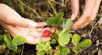 Специалисты Азово-Черноморского филиала проверили крупную партию рассады земляники, выращенной в Херсонской области