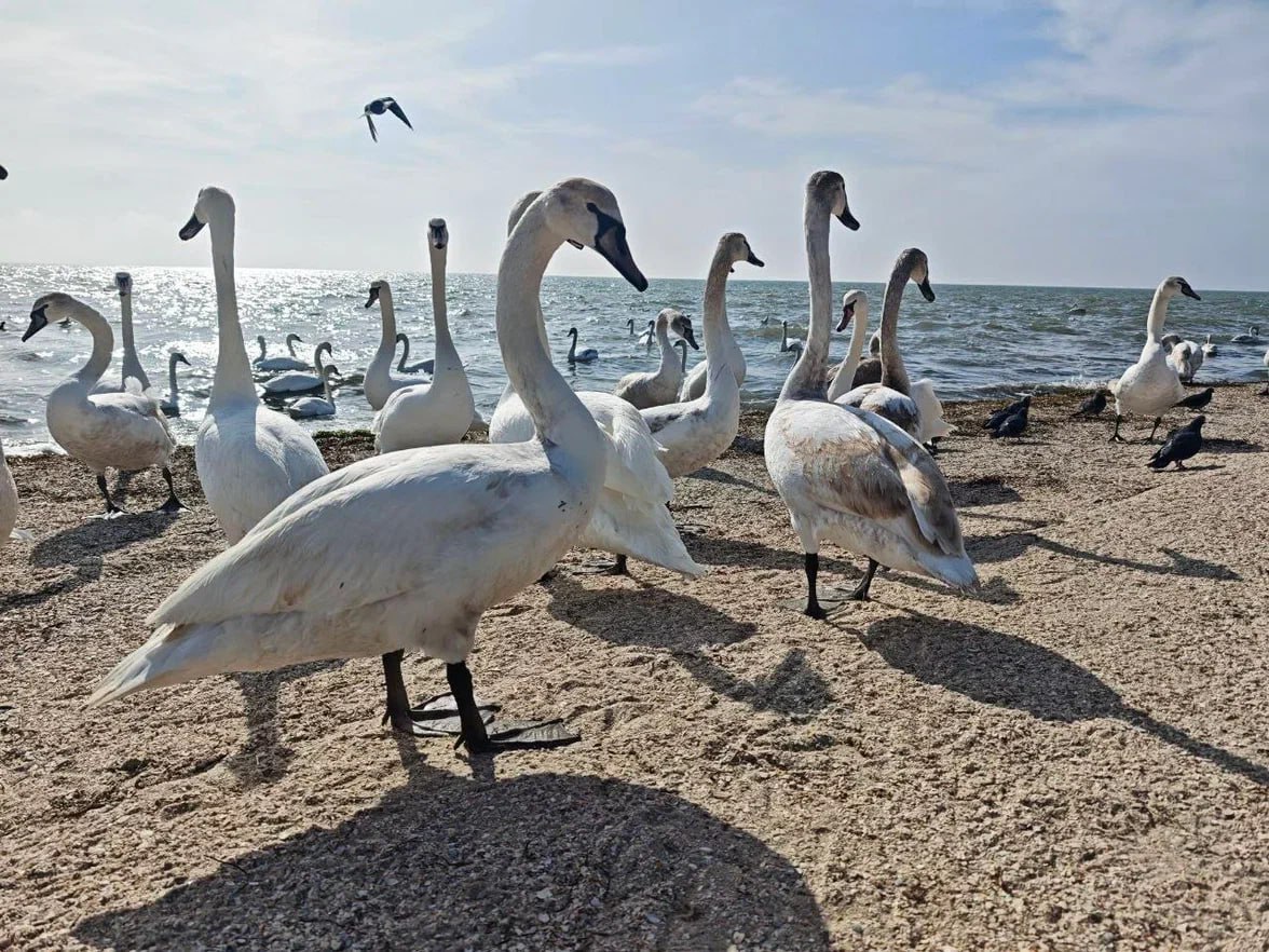 Сотрудники Скадовского лесоохотничьего хозяйства провели выездное занятие для активистов Движения Первых и "Юнармии" Сотрудники Скадовского лесоохотничьего хозяйства провели выездное занятие для активистов Движения Первых и "Юнармии"