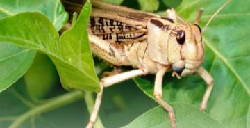 � ���������� ������� ������ ��������� ������� ���