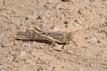 � �������� � �� ���������� ������������ ������ �� ������� �� �������