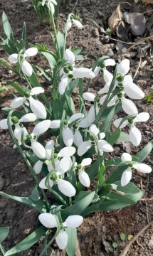 ������� ����, ������, �������� ���!