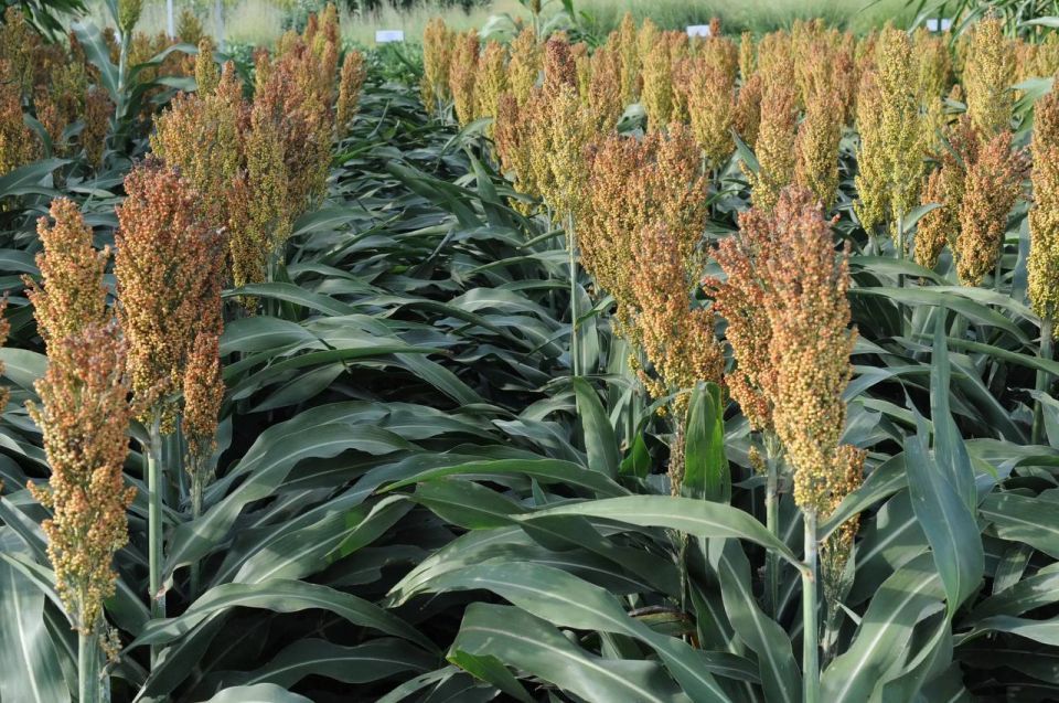 КАК ЗАРАБОТАТЬ НА ЗАСУХЕ И СНИЗИТЬ СЕБЕСТОИМОСТЬ КОРМОВ ДО 40%?