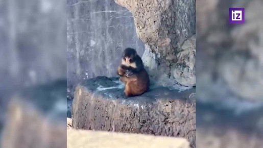 ������� ��� ����� �����