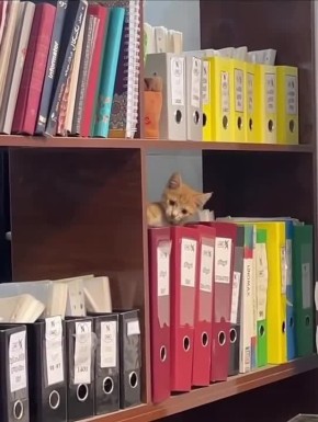 ������� ���������. #���� @NSDVKhersone �����������