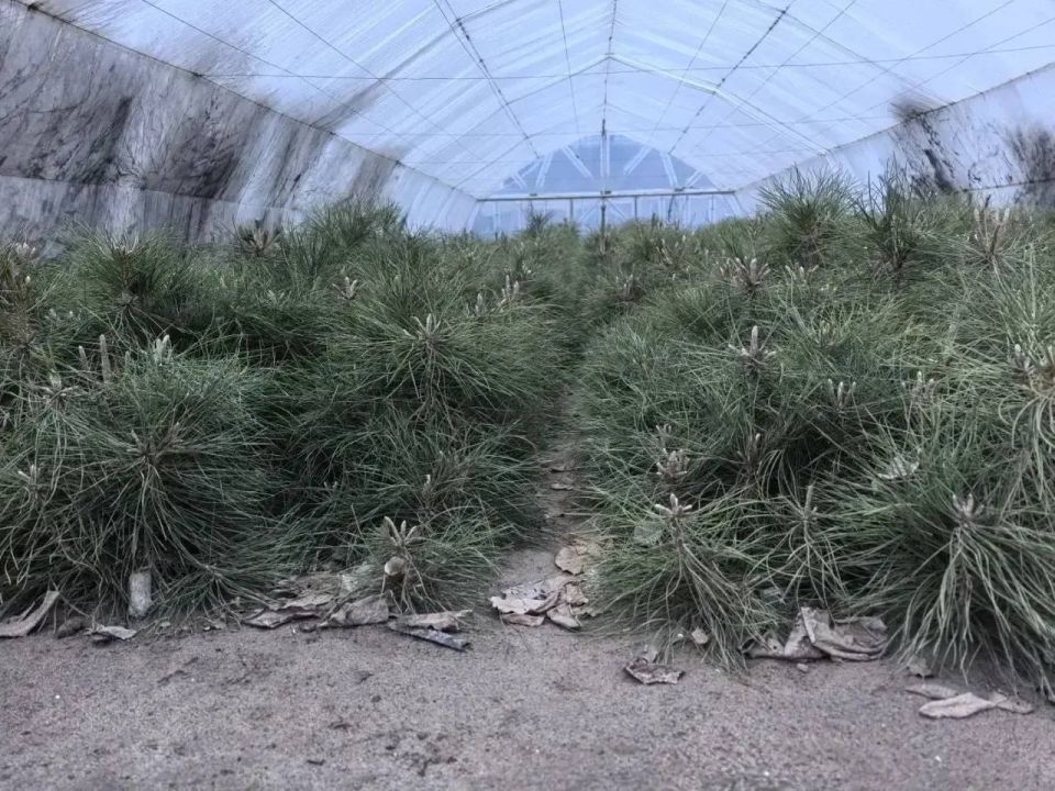 Специалисты Голопристанского лесхоза приступили к лесовосстановлению в Херсонской области Специалисты Голопристанского лесхоза приступили к лесовосстановлению в Херсонской области
