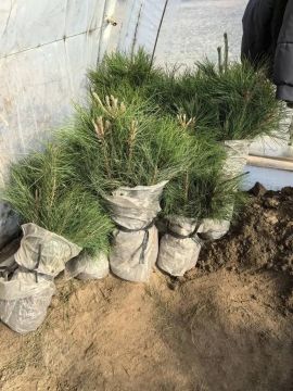 ����������� ���������������� ������� ���������� � ������������������ � ���������� �������