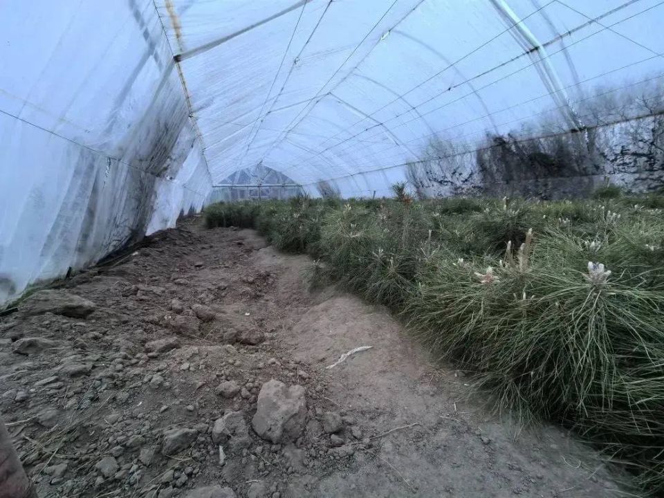 Специалисты Голопристанского лесхоза приступили к лесовосстановлению в Херсонской области Специалисты Голопристанского лесхоза приступили к лесовосстановлению в Херсонской области