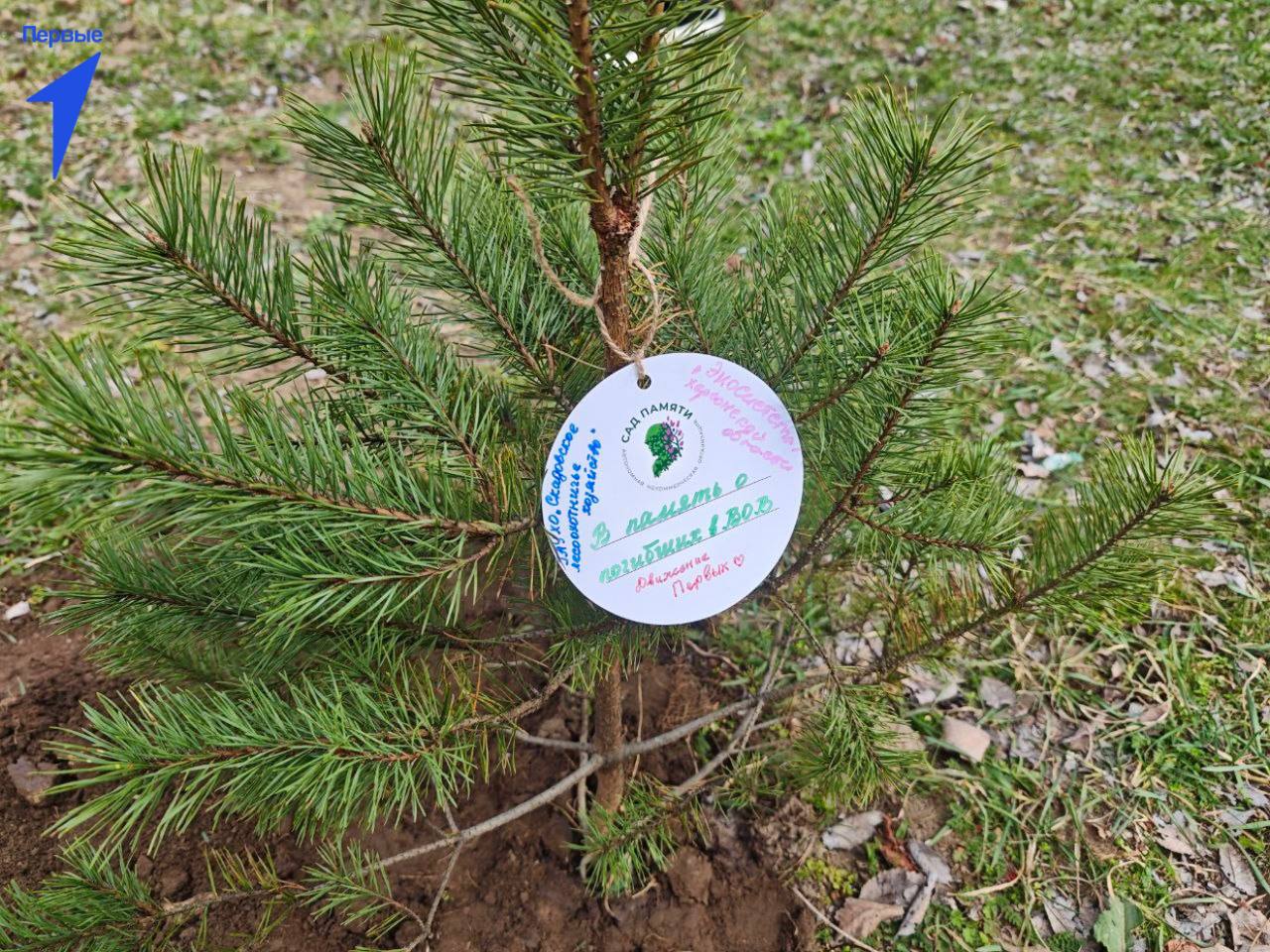 Первые Красненской школы приняли участие в акции «Сад памяти» Первые Красненской школы приняли участие в акции «Сад памяти»