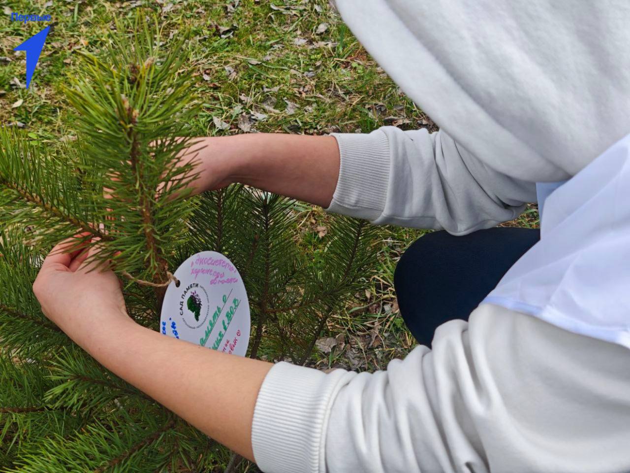 Первые Красненской школы приняли участие в акции «Сад памяти» Первые Красненской школы приняли участие в акции «Сад памяти»