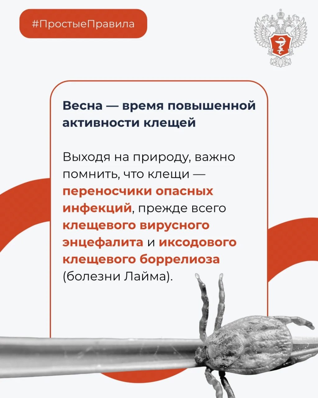 #ПростыеПравила: Что делать при укусе клеща? #ПростыеПравила: Что делать при укусе клеща?