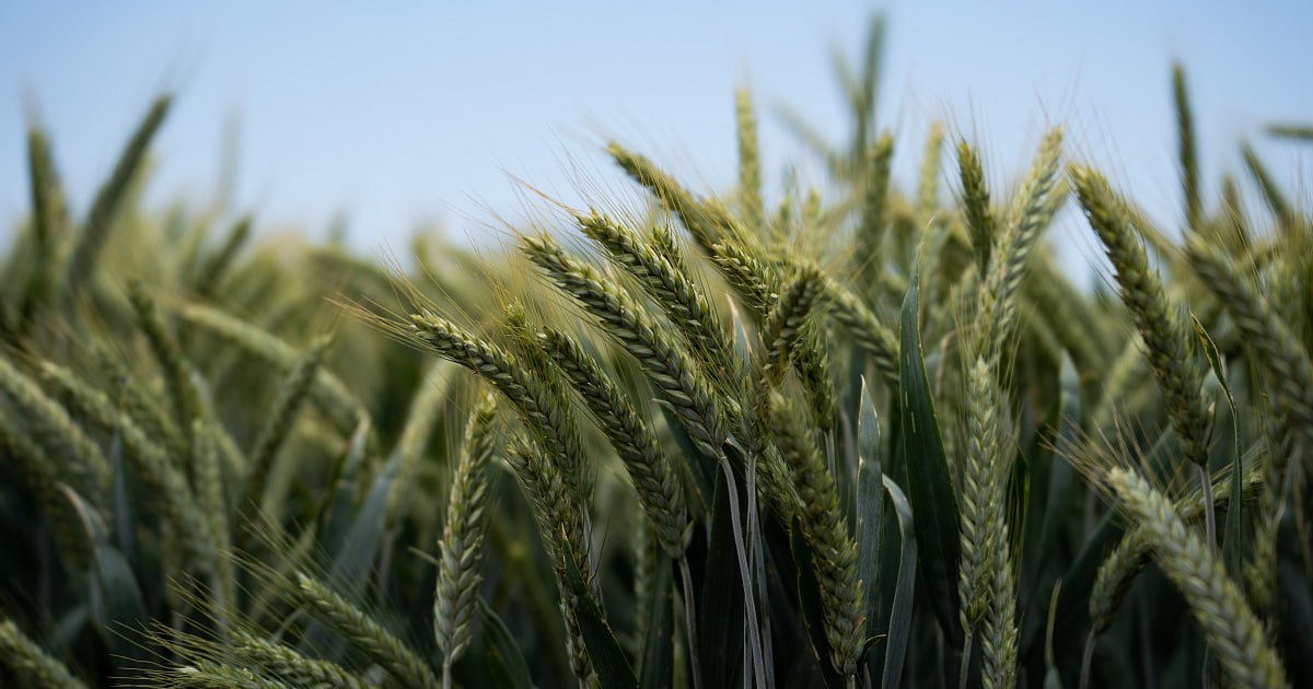 В Херсонской области оценили состояние озимых под урожай 2026 года