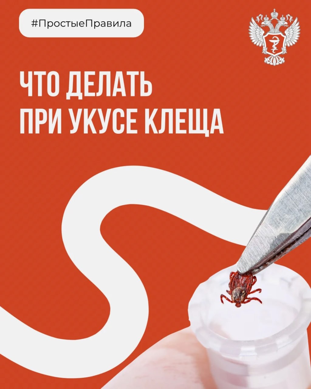 #ПростыеПравила: Что делать при укусе клеща?