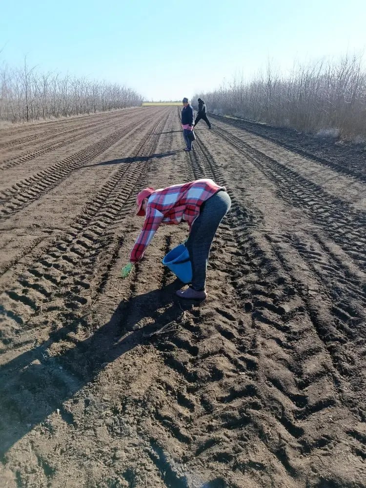 Устойчивое развитие региона: специалисты высадили лох узколистный в селе Андреевка