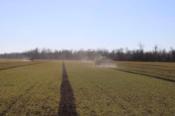 В Херсонской области оценили состояние озимых