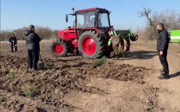 На Херсонщине высадили 35 тысяч саженцев сосны Крымской