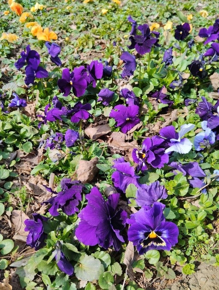 С добрым утром, друзья!. Хорошего всем дня удачного воскресенья, весеннего настроения и светлых эмоций С добрым утром, друзья!. Хорошего всем дня удачного воскресенья, весеннего настроения и светлых эмоций