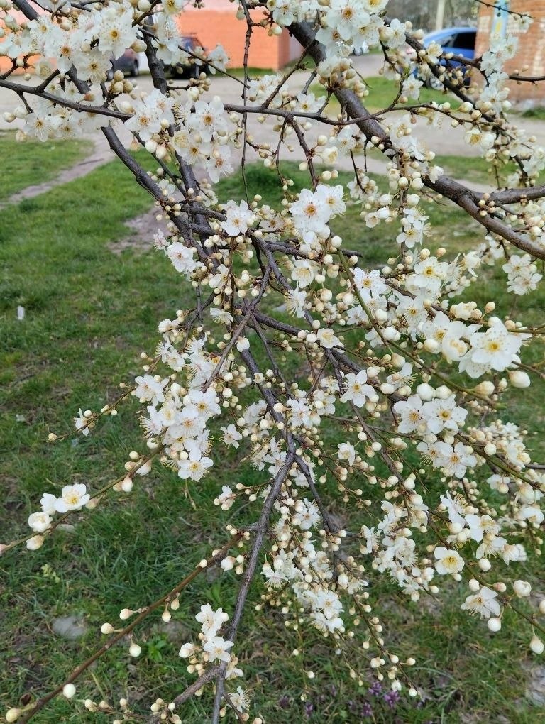 С добрым утром, друзья!. Хорошего всем дня удачного воскресенья, весеннего настроения и светлых эмоций С добрым утром, друзья!. Хорошего всем дня удачного воскресенья, весеннего настроения и светлых эмоций