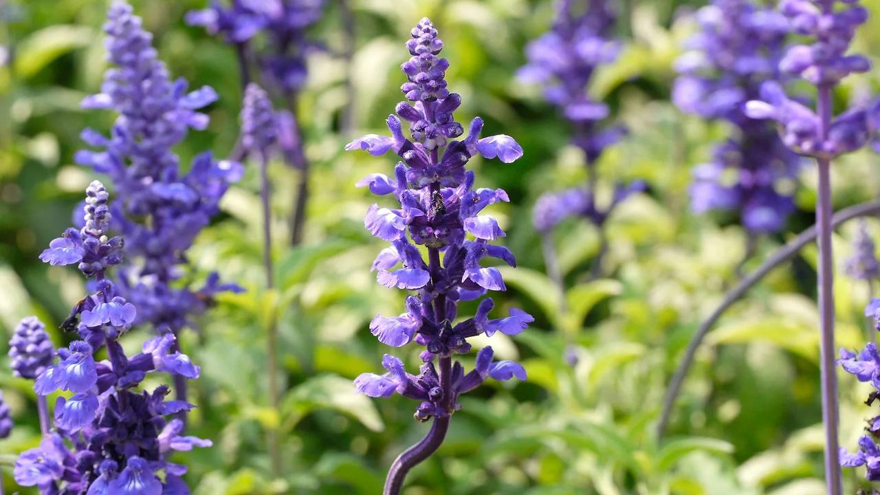 Штраф и лишение свободы на срок до 8 лет может грозить за выращивание на даче шалфея предсказателей