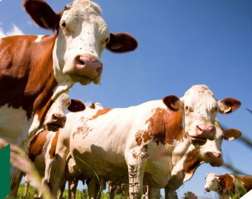 Минсельхоз предлагает ввести для новых регионов агрострахование с господдержкой