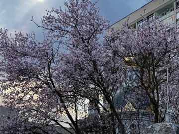 Весенний Херсон. Расцветающий