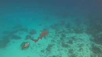 Рыба-триггер — настоящий подводный гопник, на территорию которого лучше не заплывать