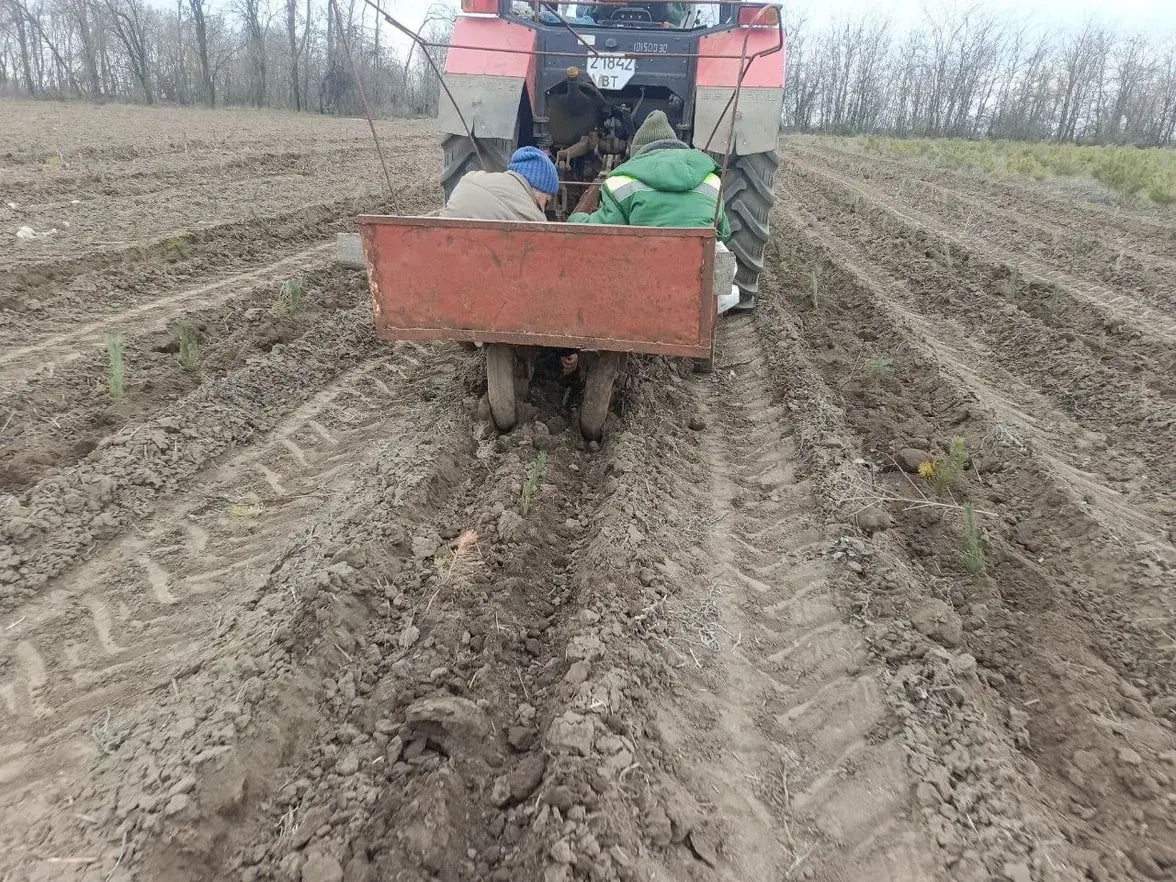 В питомнике Скадовского лесхоза высадили 6 тысяч саженцев сосны крымской для восстановления лесов В питомнике Скадовского лесхоза высадили 6 тысяч саженцев сосны крымской для восстановления лесов
