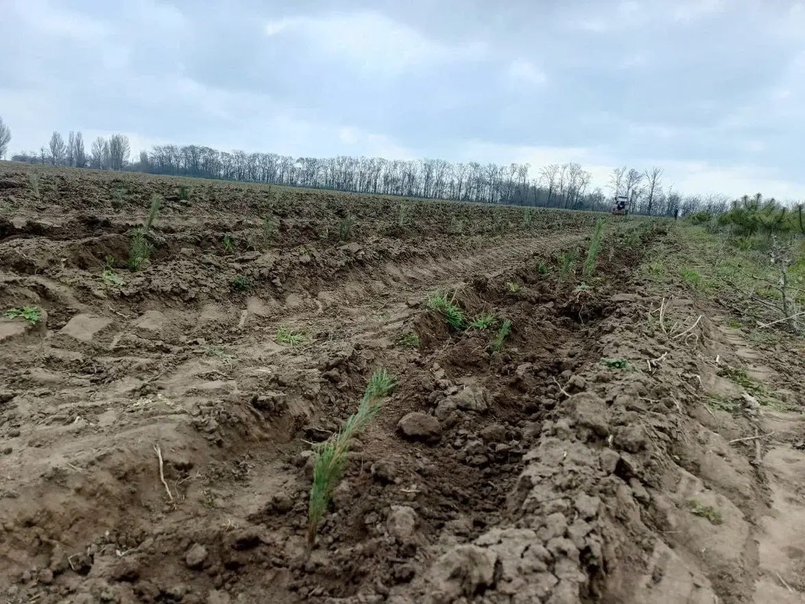 В питомнике Скадовского лесхоза высадили 6 тысяч саженцев сосны крымской для восстановления лесов