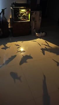 ���������� ��������... ��� ������