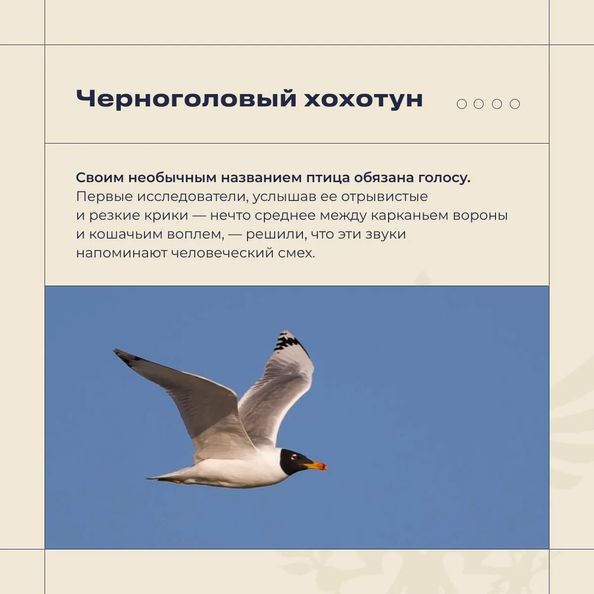 Владимир Сальдо: Херсонская область - особое место для птиц Владимир Сальдо: Херсонская область - особое место для птиц