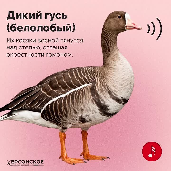 Весной природа просыпается, тепло пробуждает жизнь вокруг! В степях и плавнях Херсонской области начинают гнездиться журавли, гуси и орланы-белохвосты. Давайте знакомиться с крылатыми соседями поближе — в Международный день...