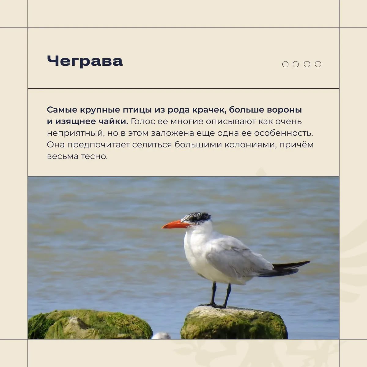 Владимир Сальдо: Херсонская область - особое место для птиц Владимир Сальдо: Херсонская область - особое место для птиц