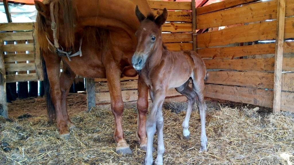 В Скадовском конном клубе родился жеребенок Буцефал