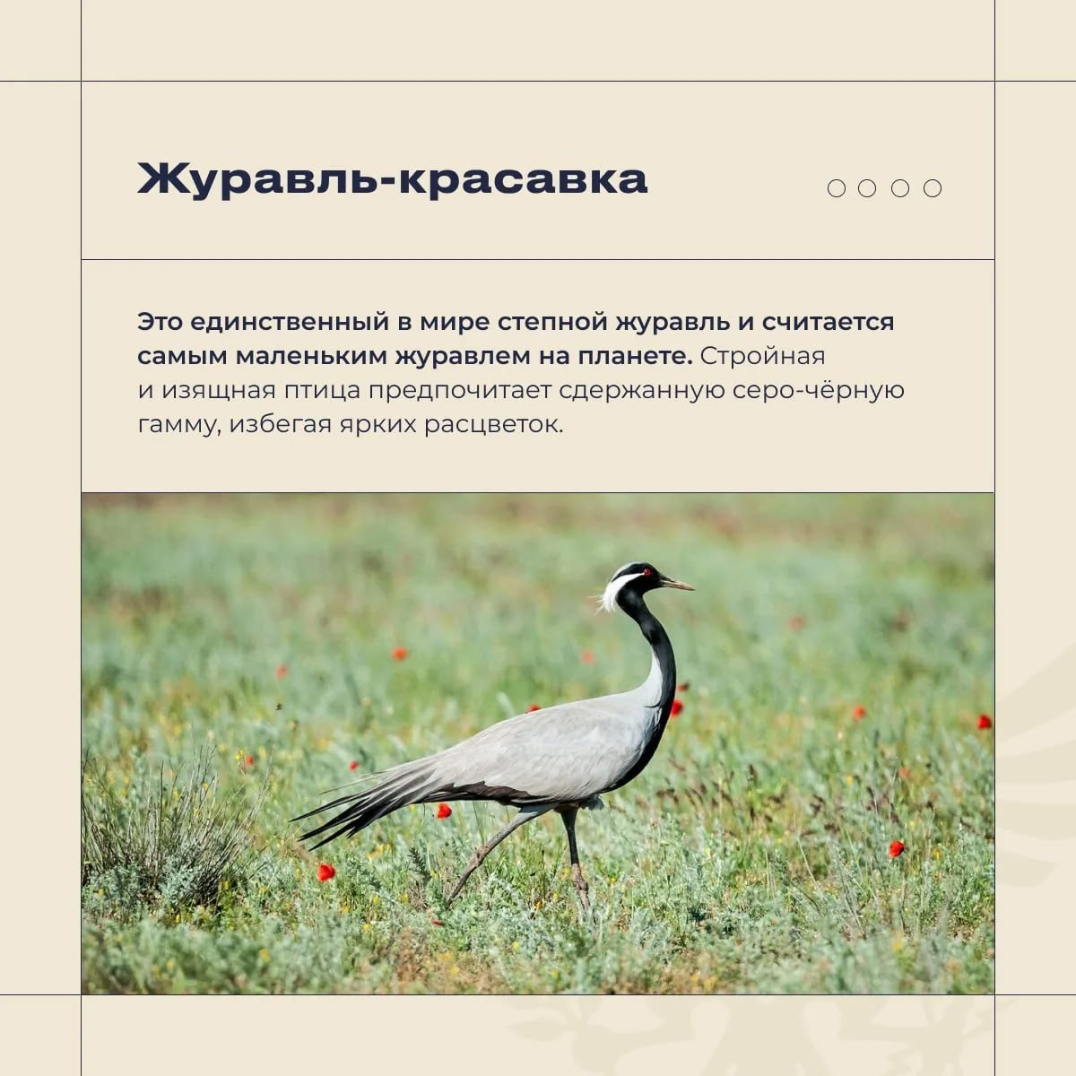 Владимир Сальдо: Херсонская область - особое место для птиц Владимир Сальдо: Херсонская область - особое место для птиц