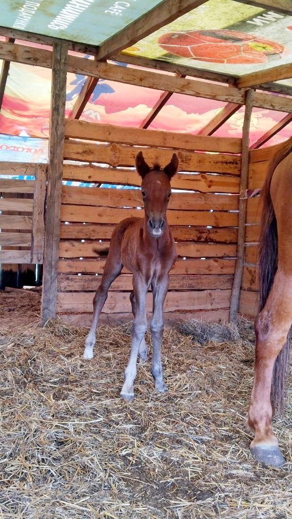В Скадовском конном клубе родился жеребенок Буцефал В Скадовском конном клубе родился жеребенок Буцефал
