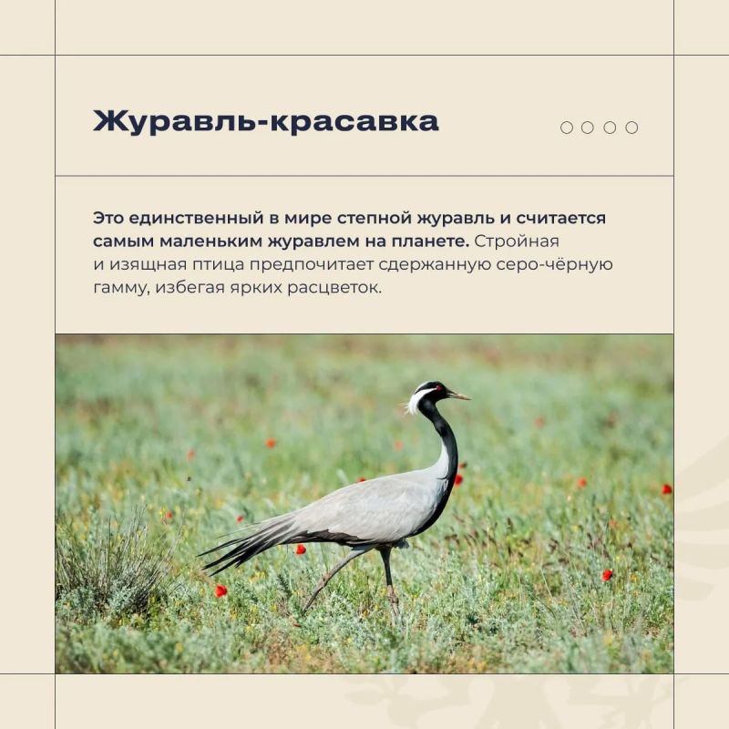 Владимир Сальдо в Международный день птиц отметил, что Херсонщина играет ключевую роль для пернатых Владимир Сальдо в Международный день птиц отметил, что Херсонщина играет ключевую роль для пернатых
