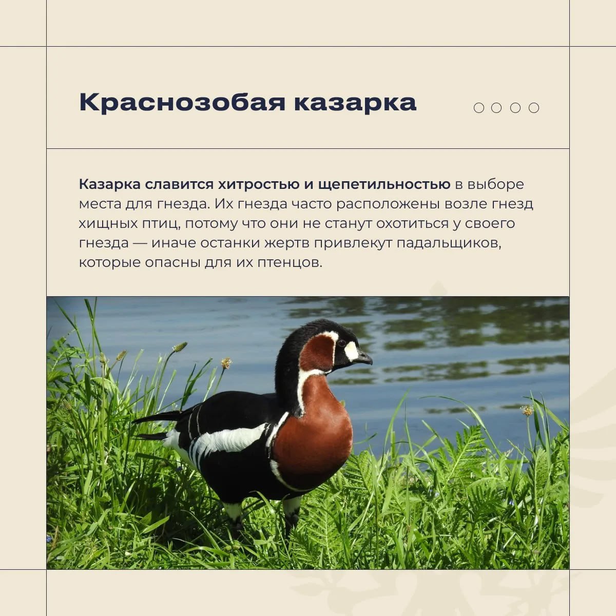 Владимир Сальдо: Херсонская область - особое место для птиц Владимир Сальдо: Херсонская область - особое место для птиц