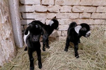 � ����������� ��������-���� ���������� �������� ���� ������� ����������� ����