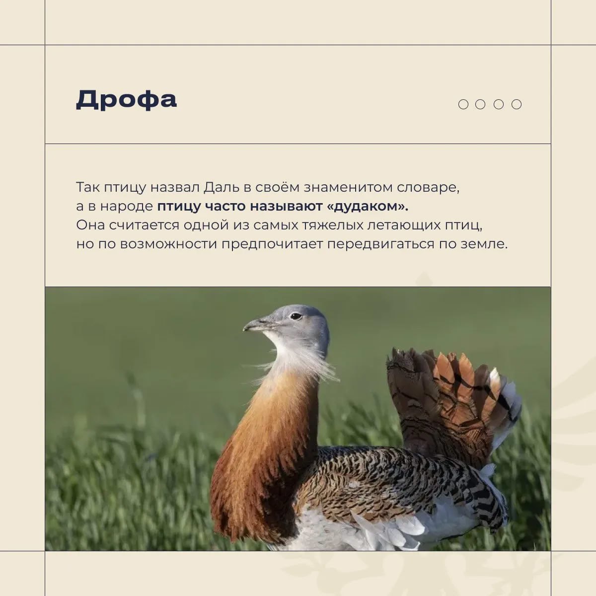 Владимир Сальдо: Херсонская область - особое место для птиц Владимир Сальдо: Херсонская область - особое место для птиц