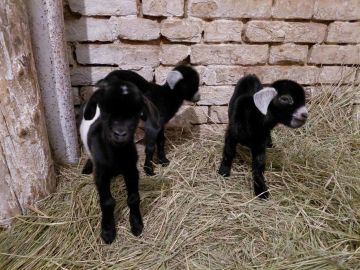 В Аскания-Нова – пополнение: в контактном зооуголке родились сразу трое козлят камерунской породы